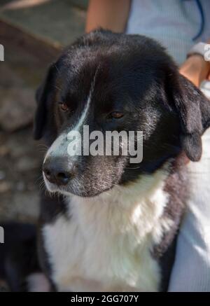 Un grand chien noir et blanc est assis à côté d'une fille qui le stresking. Banque D'Images