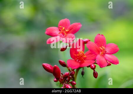 Les fleurs de jatropha integerrima communément connues sous le nom de peregrina ou de jatropha épicé qui sont la plante à fleurs. Mise au point sélective utilisée. Banque D'Images