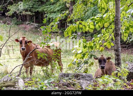 Vaches dans un champ du New Hampshire Banque D'Images