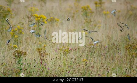 Un grand troupeau de goldfinches (Carduelis carduelis) avec le commun linnet (Linaria cannabina) volant sur Salisbury Plain Wilts UK Banque D'Images