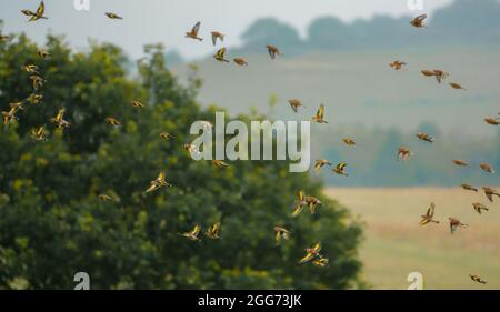 Un grand troupeau de goldfinches (Carduelis carduelis) avec le commun linnet (Linaria cannabina) volant sur Salisbury Plain Wilts UK Banque D'Images