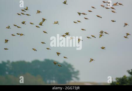 Un grand troupeau de goldfinches (Carduelis carduelis) avec le commun linnet (Linaria cannabina) volant sur Salisbury Plain Wilts UK Banque D'Images