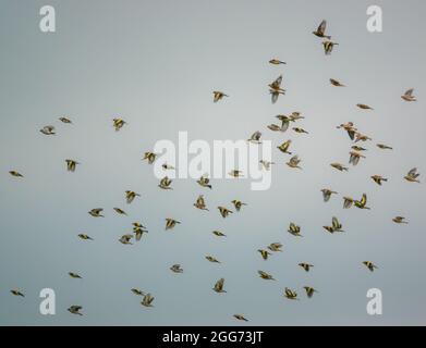 Un grand troupeau de goldfinches (Carduelis carduelis) avec le commun linnet (Linaria cannabina) volant sur Salisbury Plain Wilts UK Banque D'Images