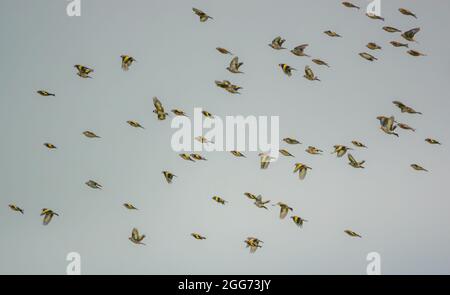 Un grand troupeau de goldfinches (Carduelis carduelis) avec le commun linnet (Linaria cannabina) volant sur Salisbury Plain Wilts UK Banque D'Images