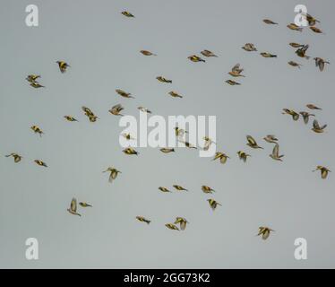 Un grand troupeau de goldfinches (Carduelis carduelis) avec le commun linnet (Linaria cannabina) volant sur Salisbury Plain Wilts UK Banque D'Images