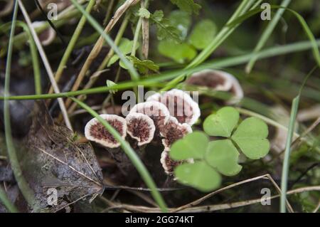 Famille intéressante de champignons blancs-bruns non comestibles poussant dans la haute herbe près des trèfle et les feuilles d'automne tombées dans une forêt lettone sombre Banque D'Images