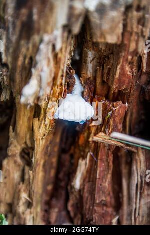 Intéressant blanc non comestible champignon recouvert de chaux bleutée poussant à partir d'un vieux arbre dans une forêt lettone d'automne Banque D'Images