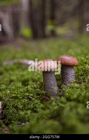 Deux petits beaux champignons blancs de peuplier faux-tremble boletus avec une belle texture poussant en mousse et feuilles dans une forêt lettone d'automne léger Banque D'Images