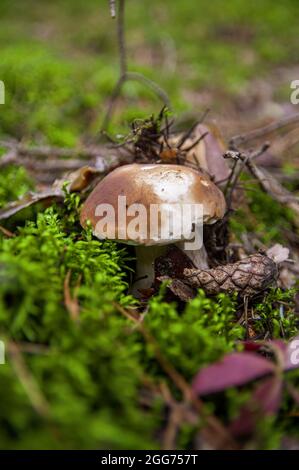 Grand beau champignon blanc boletus avec une belle texture poussant dans les feuilles mortes et la mousse sous l'écorce dans une forêt lettone d'automne léger Banque D'Images