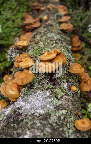 Famille de champignons de miel faux orange non comestibles provenant d'un bouleau tombé dans une forêt lettone sombre Banque D'Images