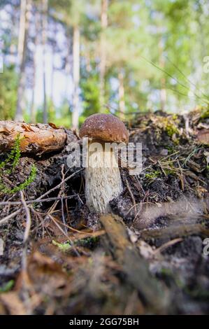 Petit beau champignon blanc boletus avec une belle texture poussant dans les brindilles tombées dans une forêt lettone d'automne léger Banque D'Images