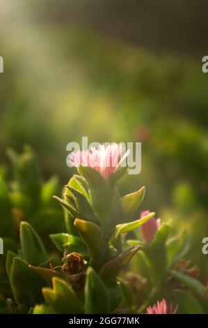 Très petite fleur baignée de lumière du coucher du soleil. Banque D'Images