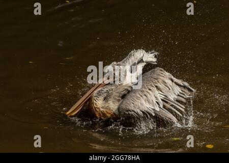 Oiseau rose pélican dans le lac noir en été ensoleillé jour chaud Banque D'Images