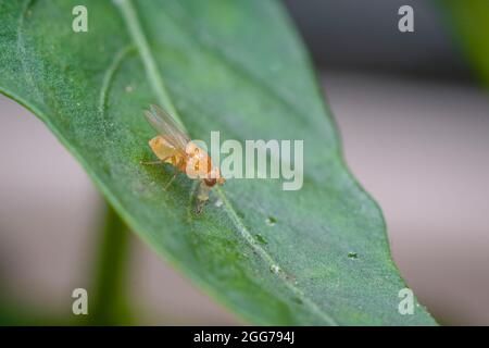 Photo macro de petite mouche jaune-orange sur la feuille de la plante. Mise au point sélective utilisée. Banque D'Images