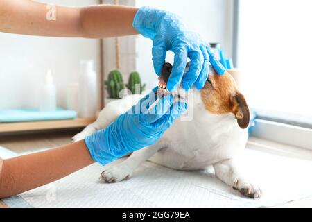 Un vétérinaire en gants bleus examine les dents d'un chien Jack Russell Terrier. Dentiste d'animaux de compagnie. Soins dentaires pour chiens, élimination des calculs dentaires, gomme Banque D'Images