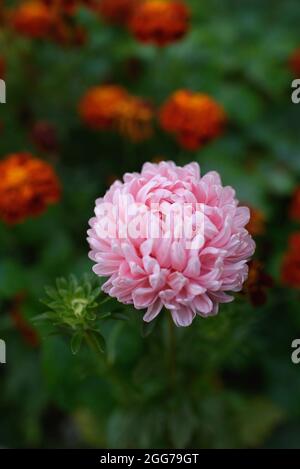 Aster rose en forme de pivoine sur un lit de fleurs dans le jardin parmi les marigolds. Banque D'Images