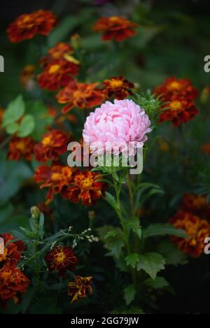 Aster rose en forme de pivoine sur un lit de fleurs dans le jardin parmi les marigolds. Banque D'Images