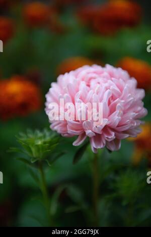 Aster rose en forme de pivoine sur un lit de fleurs dans le jardin parmi les marigolds. Banque D'Images