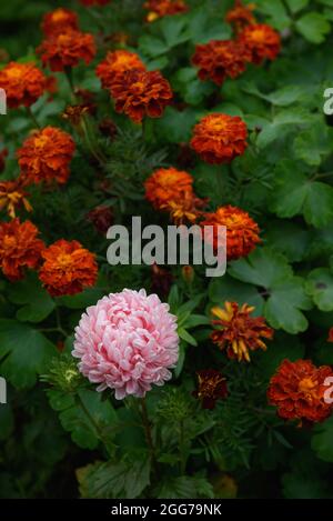 Aster rose en forme de pivoine sur un lit de fleurs dans le jardin parmi les marigolds. Banque D'Images