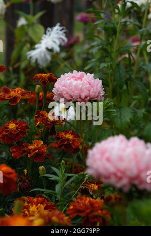 Aster rose en forme de pivoine sur un lit de fleurs dans le jardin parmi les marigolds. Banque D'Images