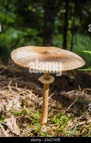 Intéressant brun gros tabouret tête de champignon sur la jambe mince près de la haute fougères fraîches en automne forêt lettonne Banque D'Images