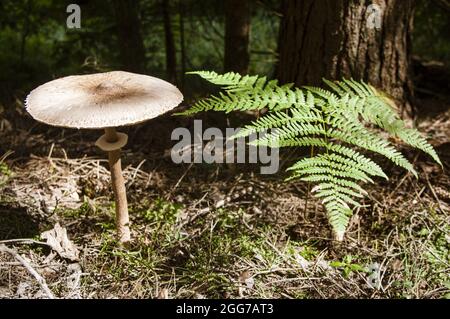 Intéressant brun gros tabouret tête de champignon sur la jambe mince près de la haute fougères fraîches en automne forêt lettonne Banque D'Images