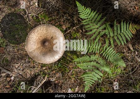 Intéressant brun gros tabouret tête de champignon sur la jambe mince près de la haute fougères fraîches en automne forêt lettonne Banque D'Images