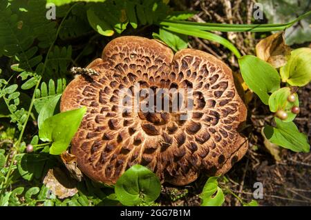 Brun grand tabouret avec texture intéressante de la calotte de champignon dans la haute herbe en automne lumière forêt lettone Banque D'Images