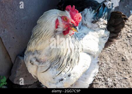 coq blanc dans la cour de la grange Banque D'Images