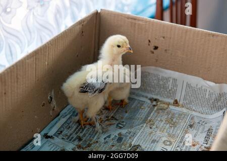 petits poulets jaunes assis dans une boîte Banque D'Images