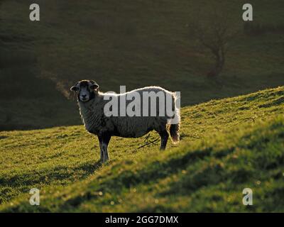 Forme de vapeur souffle de moutons de colline à fond noir rétro-éclairé paître sur un pré vert lumineux à Cumbria, Angleterre, Royaume-Uni Banque D'Images