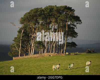 Grand peuplement robuste de Pinus sylvestris, pin sylvestre, pin écossais, pin rouge européen avec moutons à pâturage en premier plan Cumbria, Angleterre, Royaume-Uni Banque D'Images