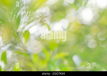 Arrière-plan vert flou avec des feuilles d'olive. Verger d'été. Ressources graphiques Banque D'Images