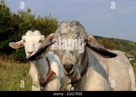 Deux chèvres paître sur un pré vert regarde dans caméra, scène rurale Banque D'Images