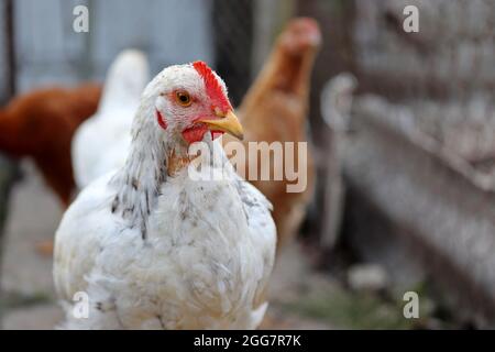 Poule blanche sur la ferme, concept de volaille. Poulets sur fond rural Banque D'Images