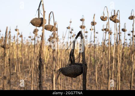 Tournesol séché du soleil brûlant. Sécheresse dans le sud de la Russie. Banque D'Images