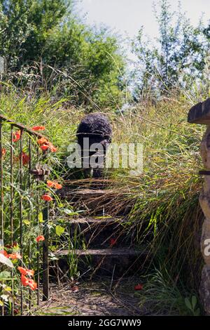 Europe, Luxembourg, Septfontaines, chien d'eau portugais longeant un sentier surcultivé (au large de Laangefuert) Banque D'Images