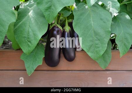 Aubergines mûres parmi les feuilles vertes qui poussent sur un lit surélevé dans le potager. Concept de la culture de votre propre nourriture biologique. Banque D'Images