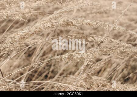 Texture florale décorative. Champ d'herbe de festuca dorée et sèche. Paysage d'automne à la lumière du soleil. Gros plan des plantes sauvages de prairie en voie de disparition, Focus sélectif, blu Banque D'Images