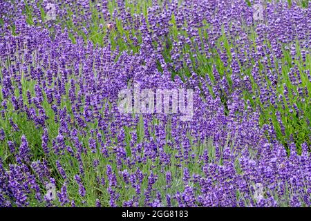 Anglais Lavande 'Hidcote Blue' lit de fleurs Lavandula rang couleur de fond lavande Banque D'Images