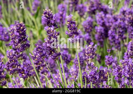 Lavande anglaise Lavandula angustifolia 'Violet Lavance' Banque D'Images