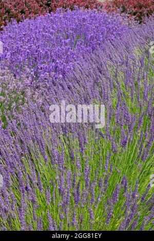 Premier plan Lavande plante jardin bordure Lavandula × Intermedia 'Arabian Night' Banque D'Images