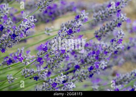 Lavande anglaise Lavandula angustifolia 'Imperial Gem' Banque D'Images