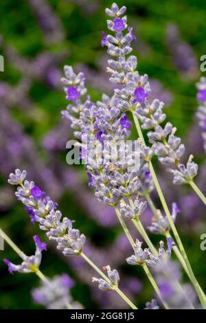 Lavande anglaise Lavandula angustifolia 'Imperial Gem' Banque D'Images