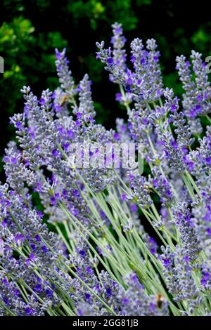 Tiges de lavande Lavandula angustifolia 'Imperial Gem Banque D'Images