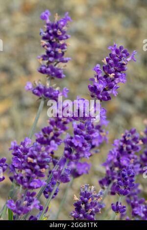 Lavande mauve Lavandula angustifolia 'Bleu Sentivia' Banque D'Images