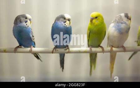 Budgerigars multicolores Banque D'Images