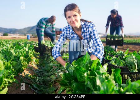 Une femme française positive coupe de la mangold frais Banque D'Images