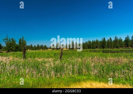 Après-midi ensoleillé à la réserve naturelle nationale de Turnbull à Cheney, WA, États-Unis Banque D'Images