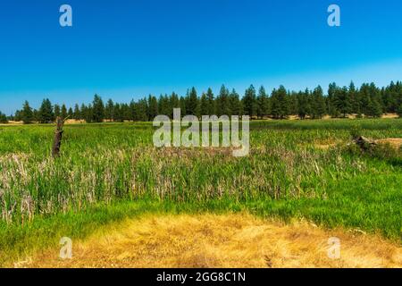 Après-midi ensoleillé à la réserve naturelle nationale de Turnbull à Cheney, WA, États-Unis Banque D'Images